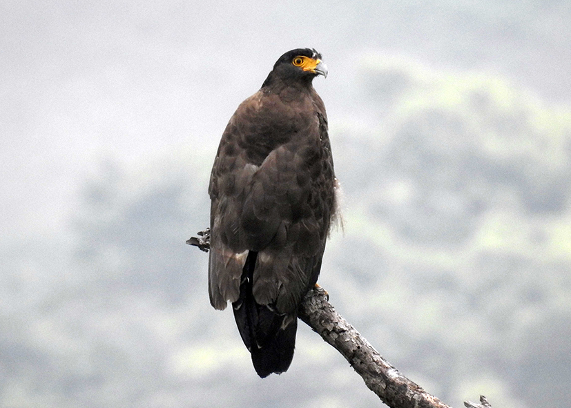 蛇鵰_台大空間生態實驗室攝