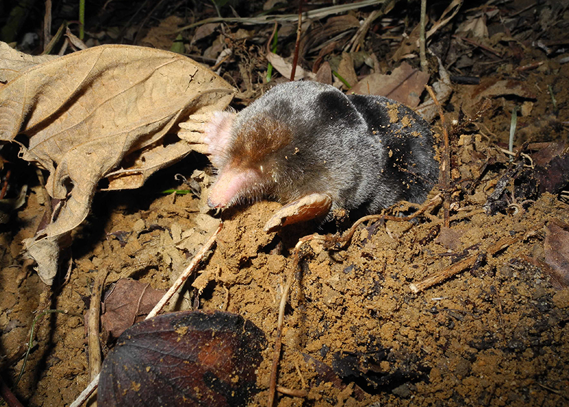 臺灣鼴鼠_林宗以攝