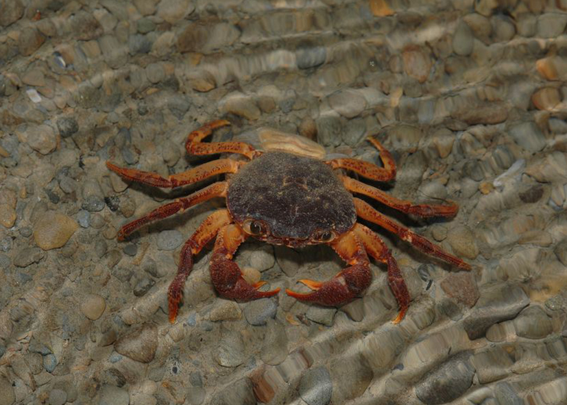 拉氏清溪蟹 李承恩攝