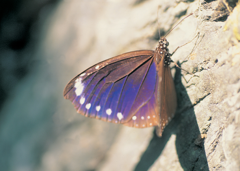 小紫斑蝶_詹家龍攝