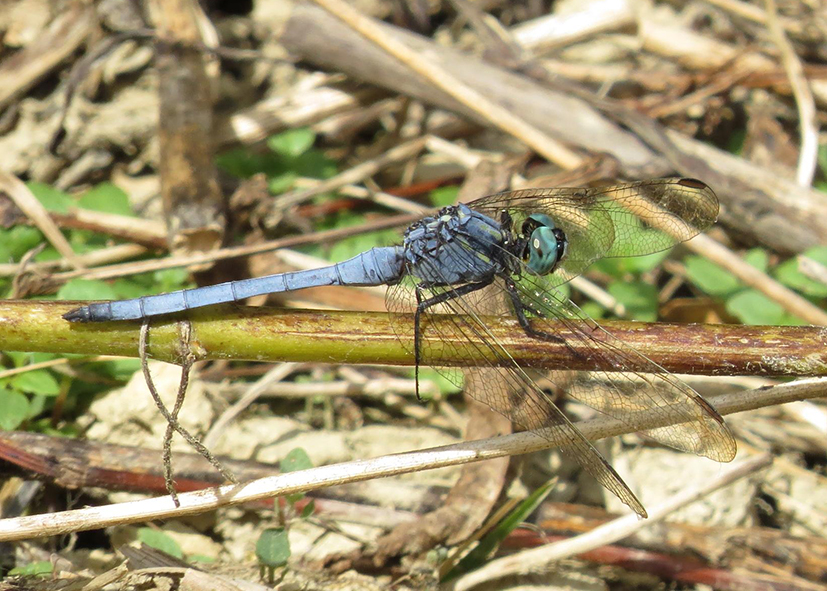 呂宋蜻蜓_趙偉凱攝