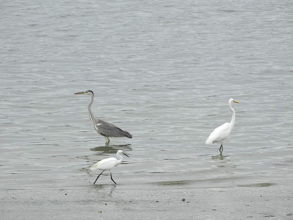 濕地生態系一景