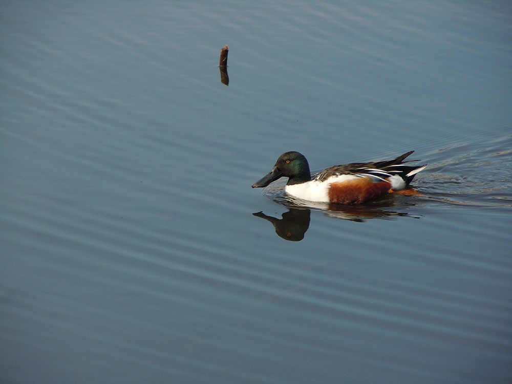臺北市的生物組圖，包含貢德氏赤蛙、琵嘴鴨、水筆仔和赤腹鶇