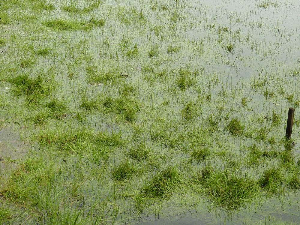 臺北市的生物組圖，包含貢德氏赤蛙、琵嘴鴨、水筆仔和赤腹鶇