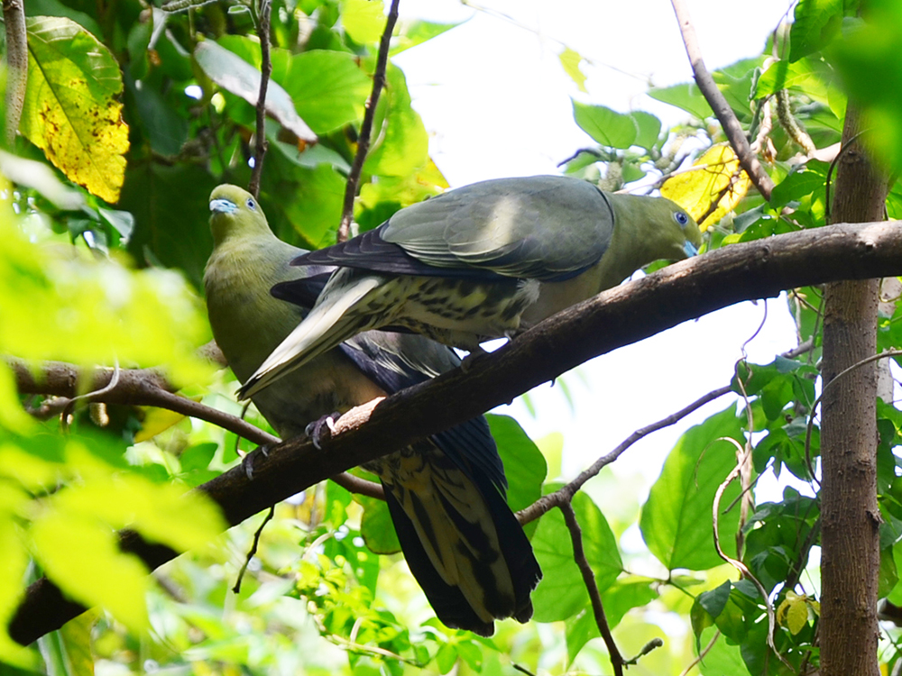 臺北市的生物組圖，包含貢德氏赤蛙、琵嘴鴨、水筆仔和赤腹鶇
