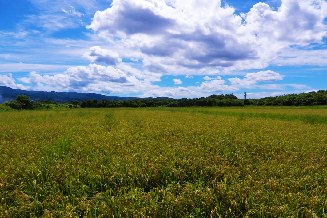 關渡農田