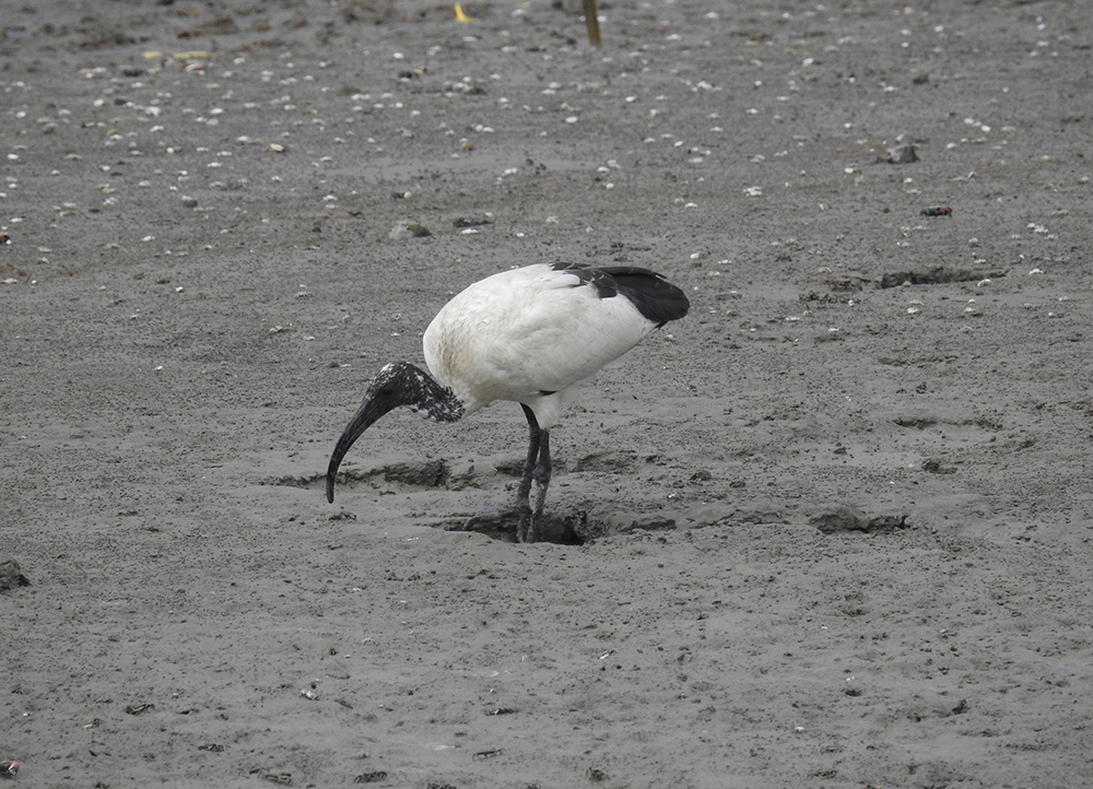 在關渡灘地上覓食的埃及聖䴉