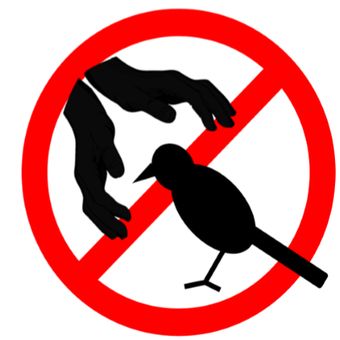 不要製造外來種䴉