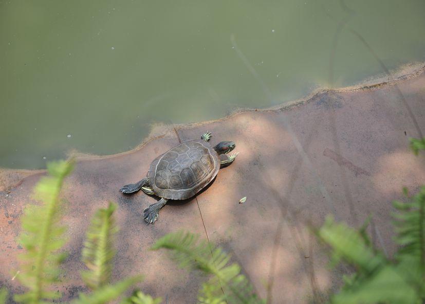 紅耳泥龜幼龜