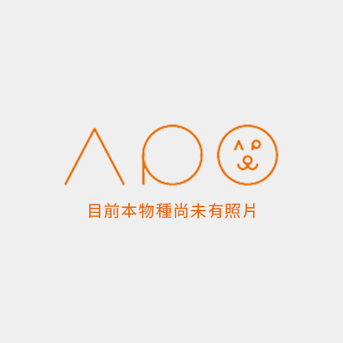 目前本物種尚未有照片