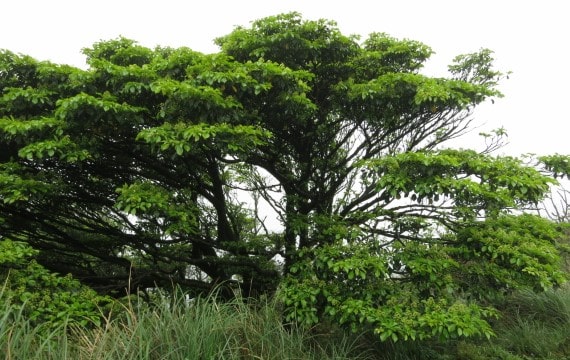 昆欄樹 Trochodendron aralioides
