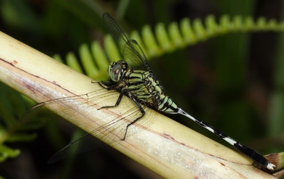 杜松蜻蜓 Orthetrum sabina