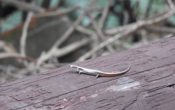 臺灣滑蜥 Scincella formosensis