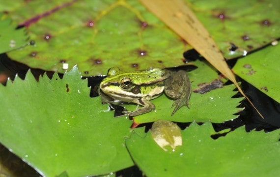金線蛙 Pelophylax fukienensis