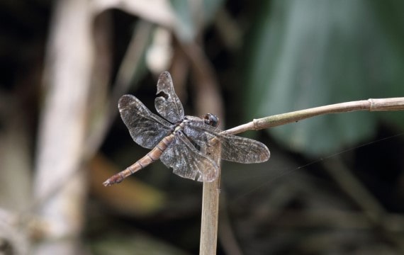 霜白蜻蜓 Orthetrum pruinosum