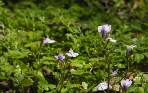 佛氏通泉草 (5).JPG