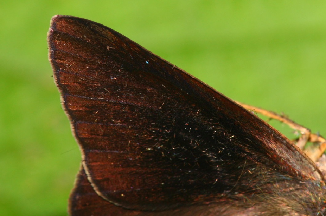 公高雄美濃雄IMG_2913 (7).jpg