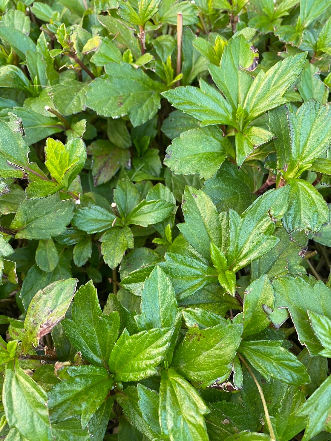 南美蟛蜞菊 (1).jpg