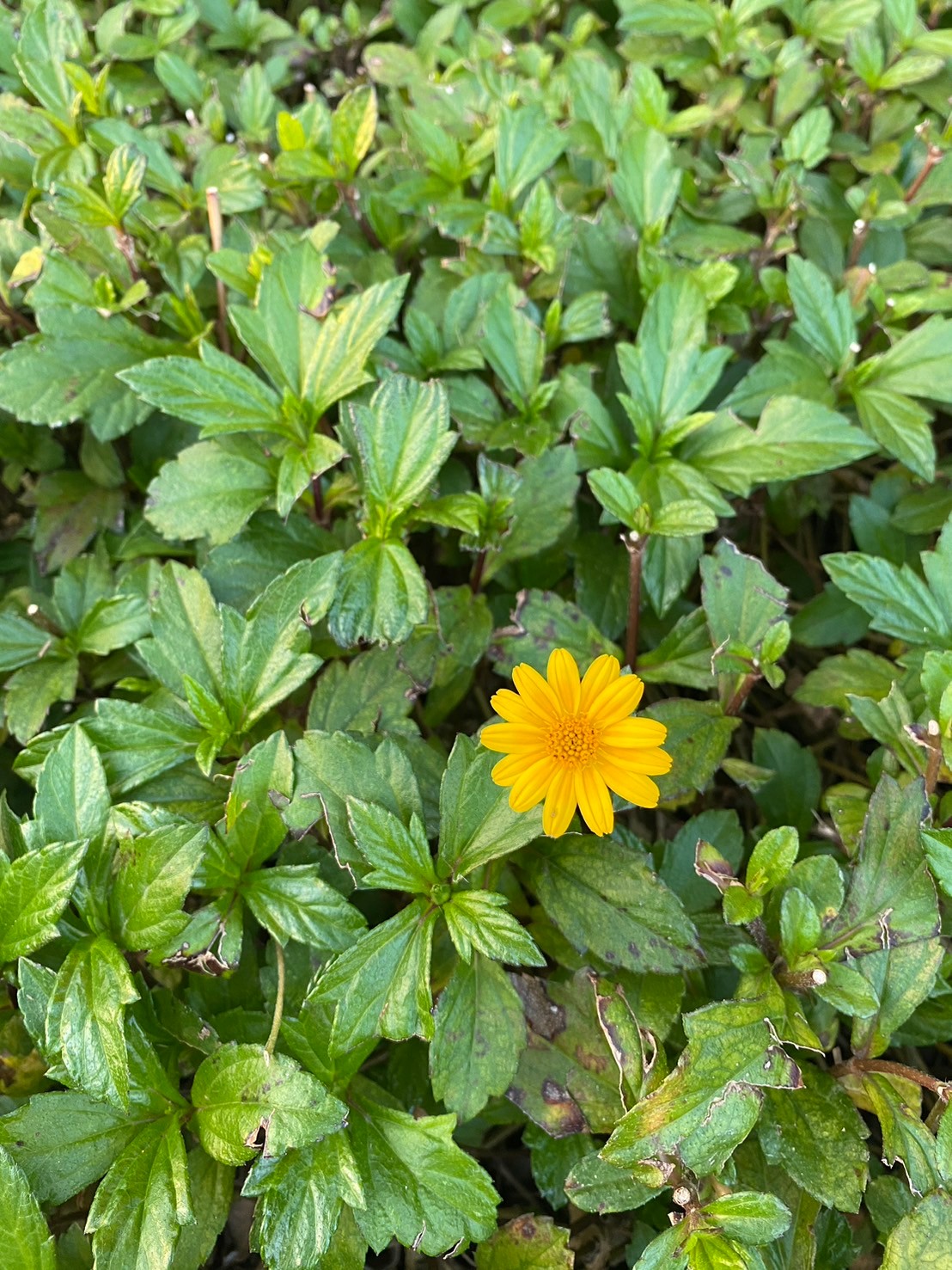 南美蟛蜞菊 (2).jpg