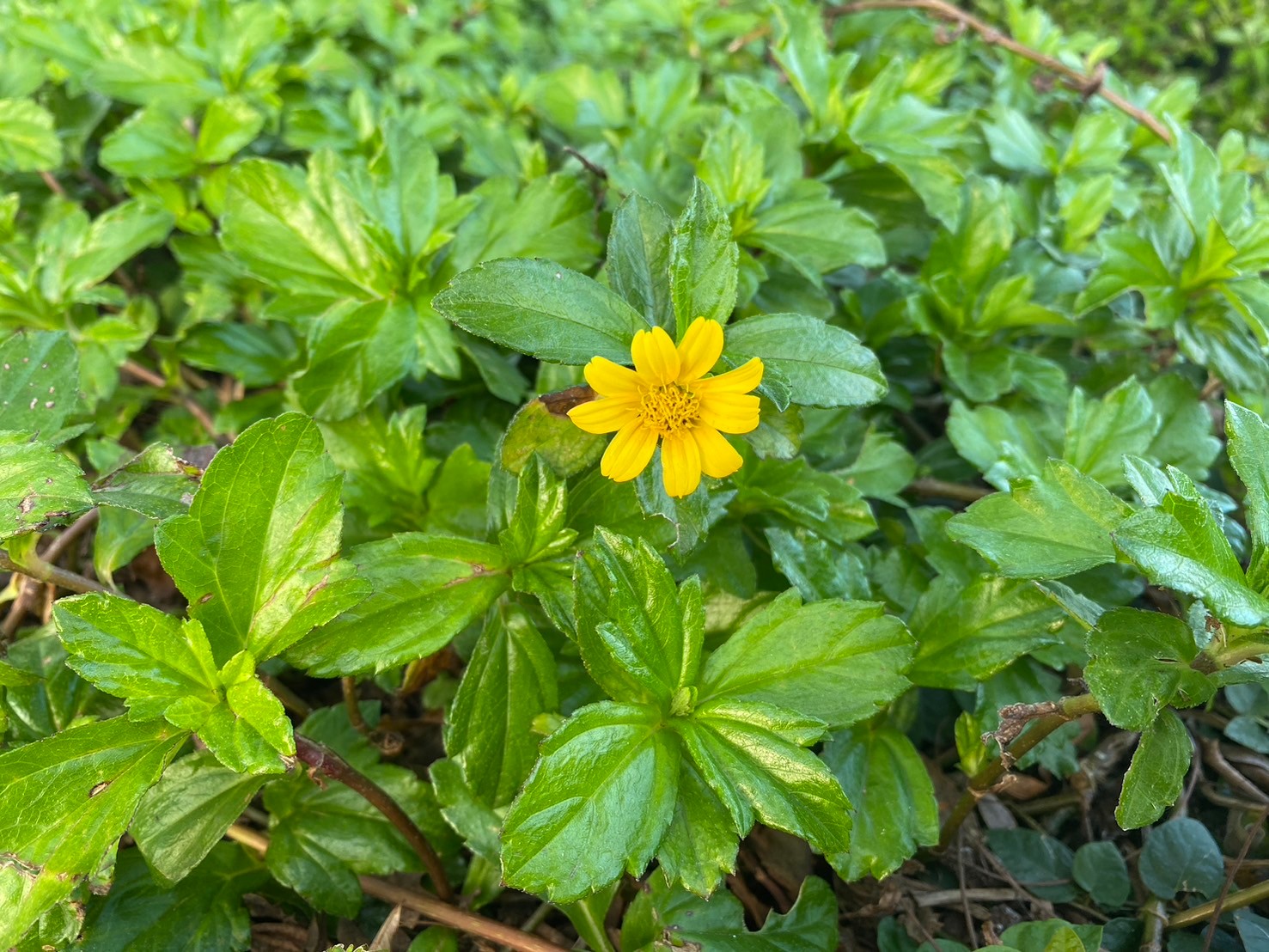 南美蟛蜞菊 (3).jpg