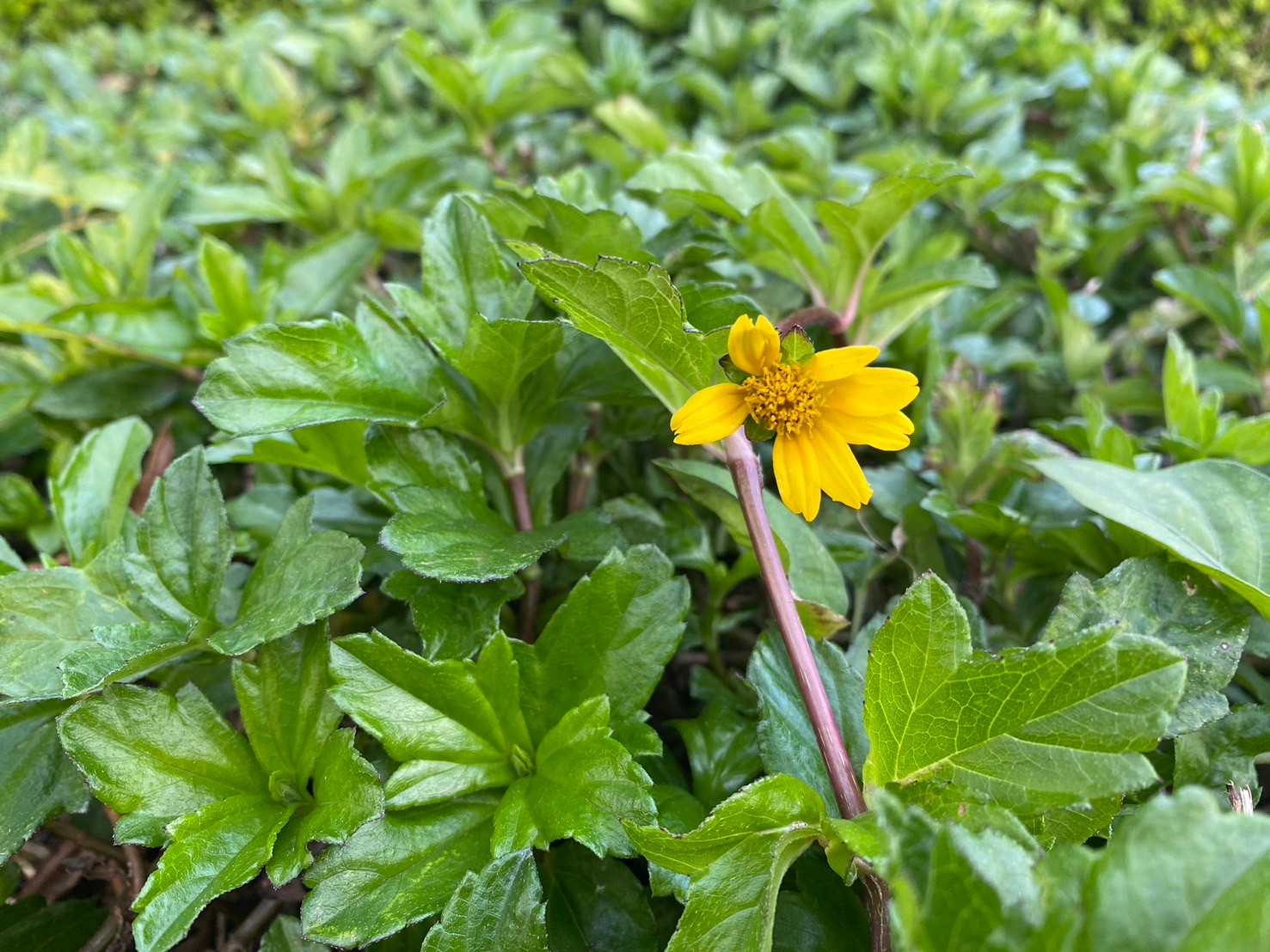 南美蟛蜞菊 (4).jpg