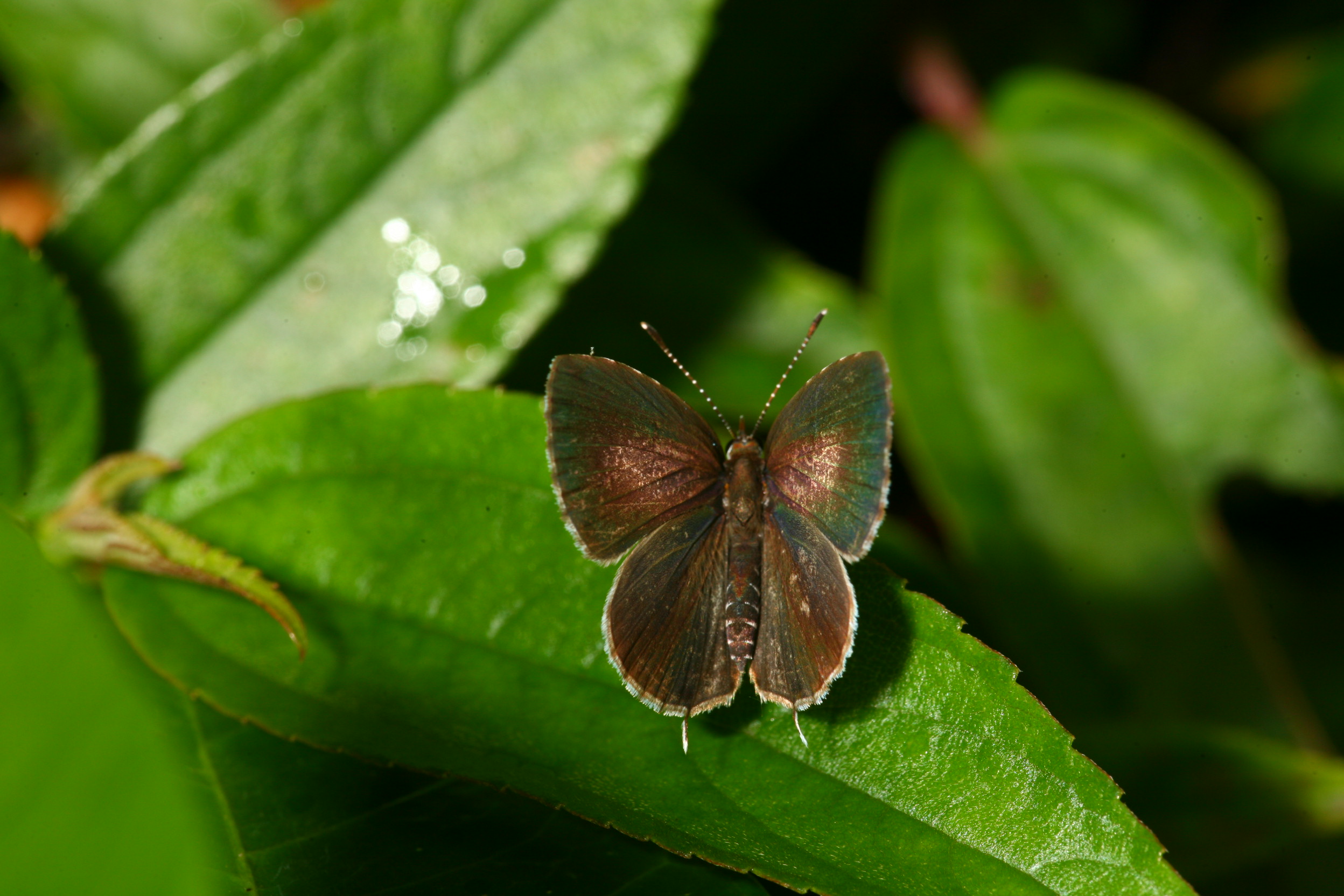 台北五指山IMG_8816 (22).jpg