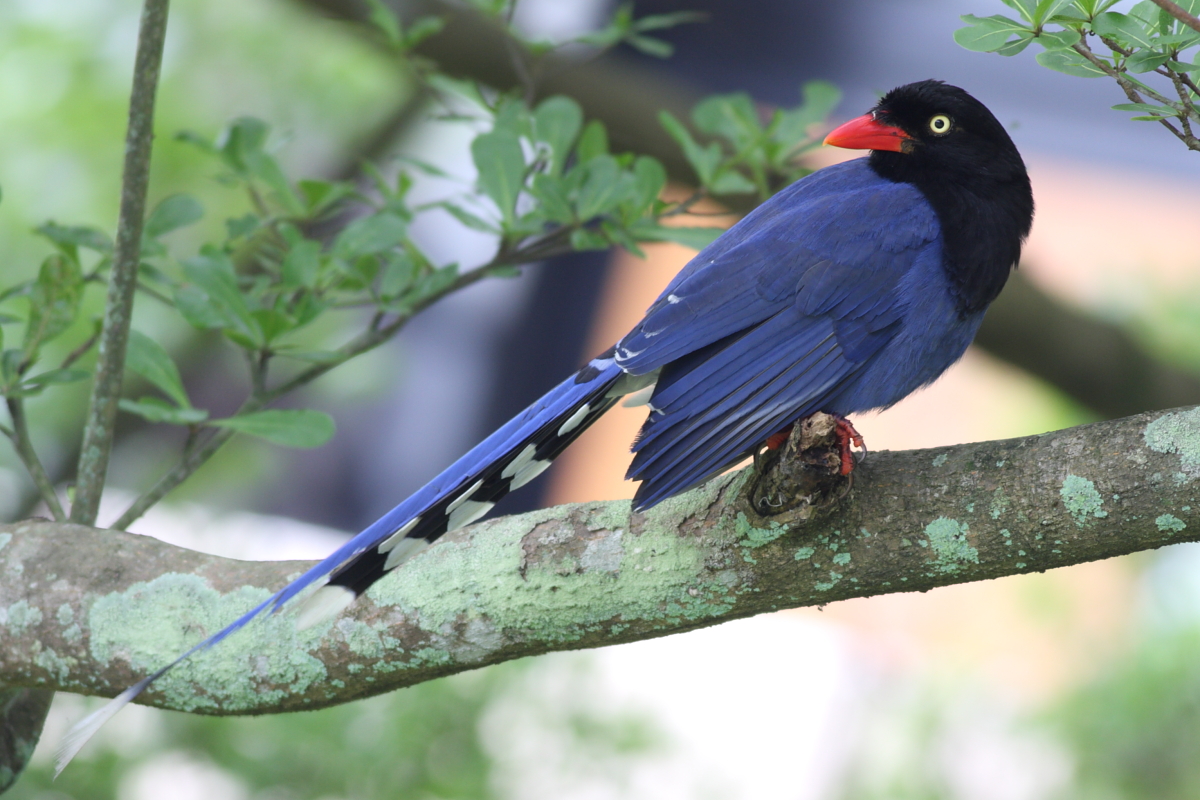 台灣藍鵲 by趙偉凱.jpg