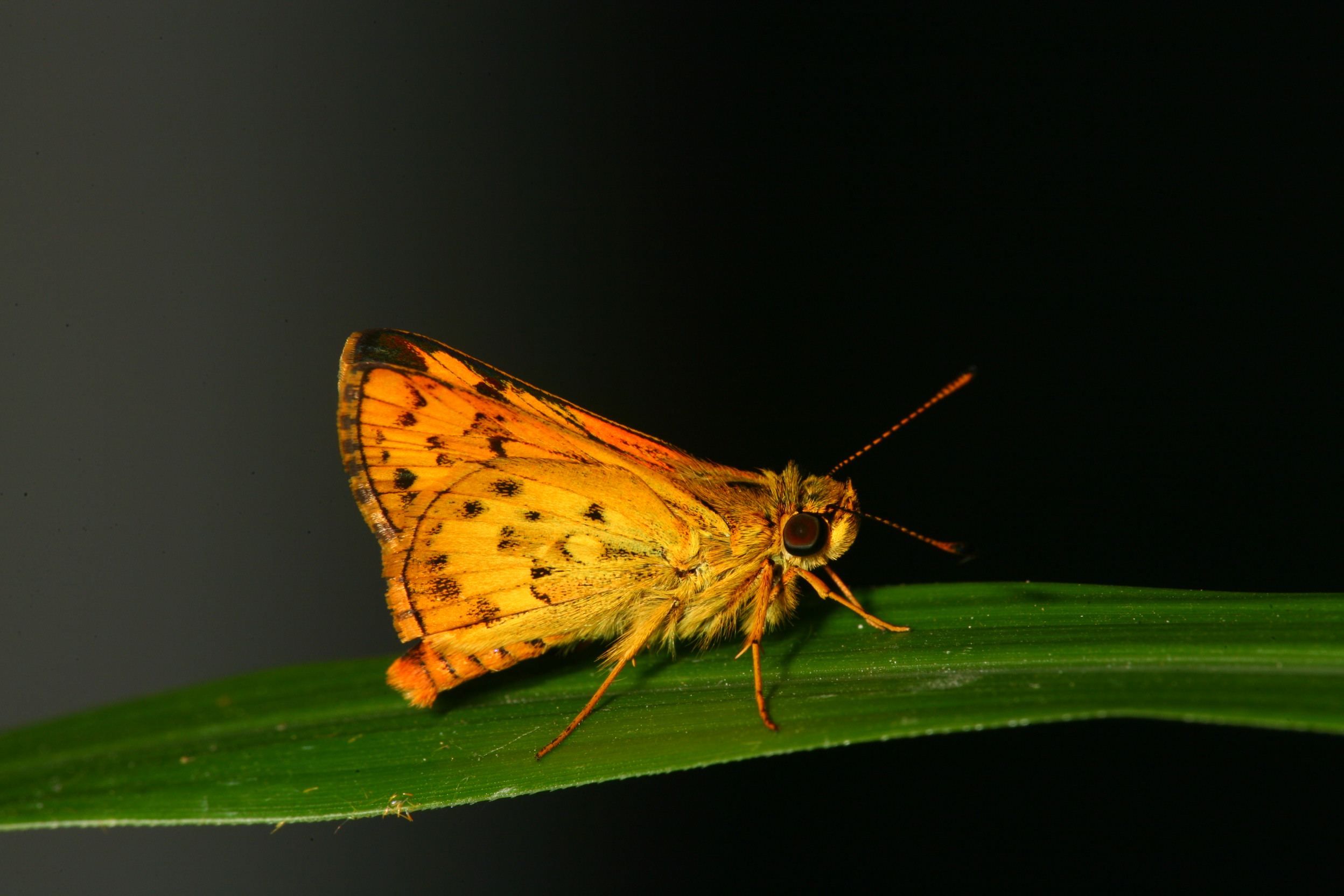 台灣黃斑弄蝶 IMG_0458 (2).jpg