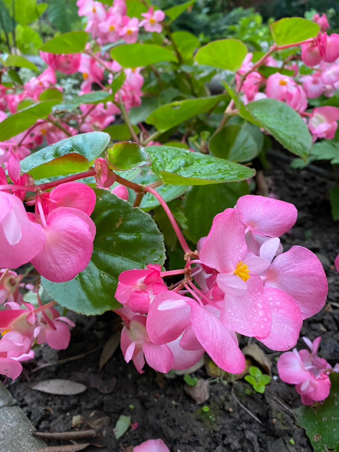 四季秋海棠 (2).jpg