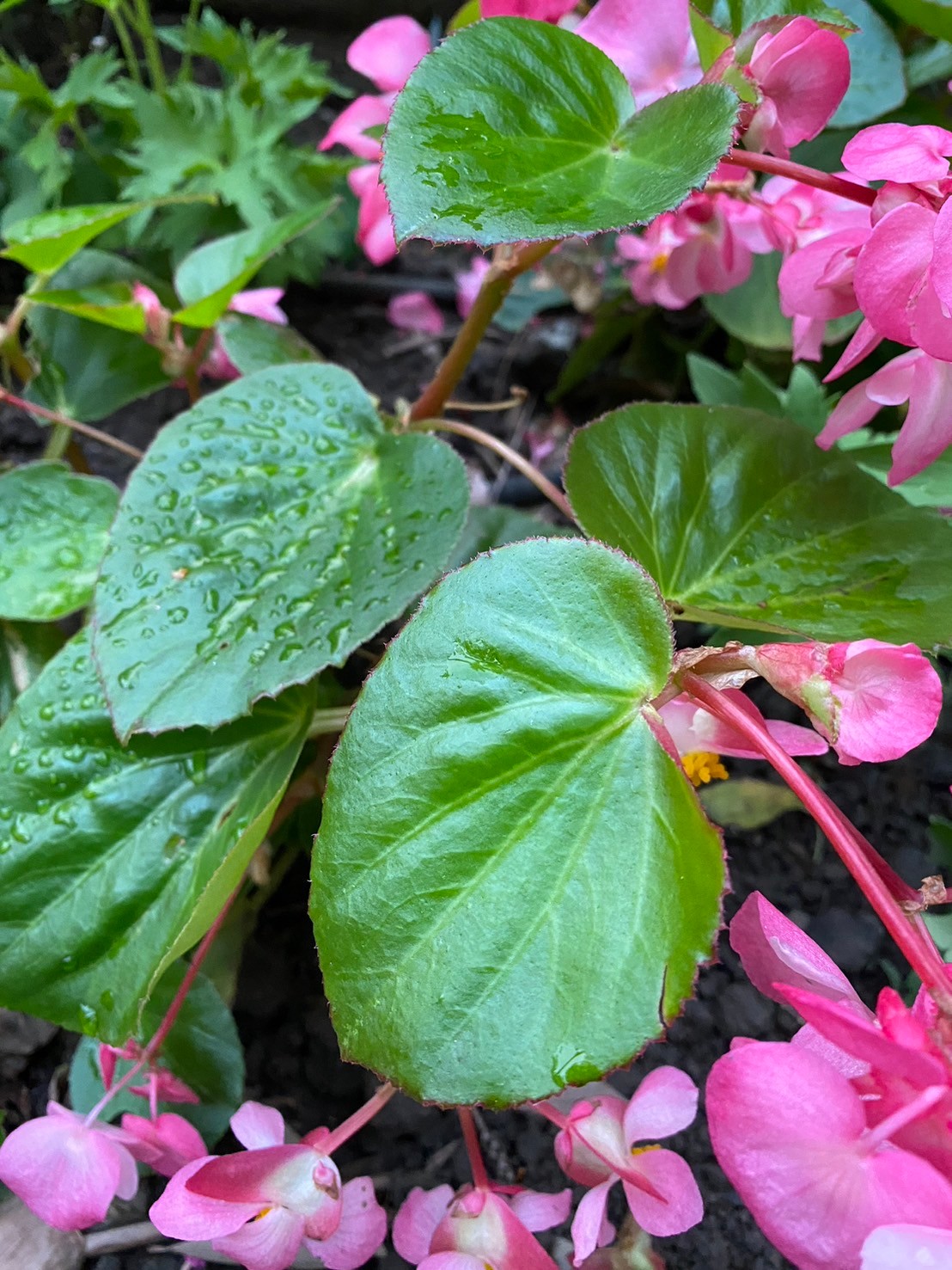 四季秋海棠 (3).jpg