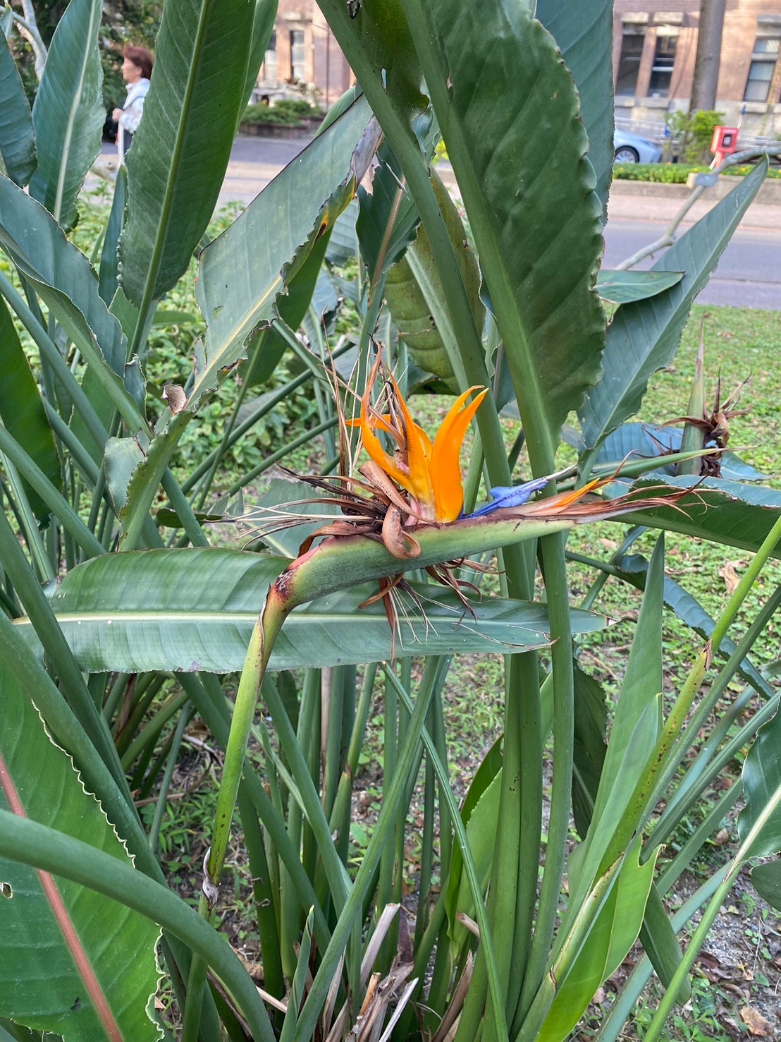 天堂鳥蕉 (3).jpg