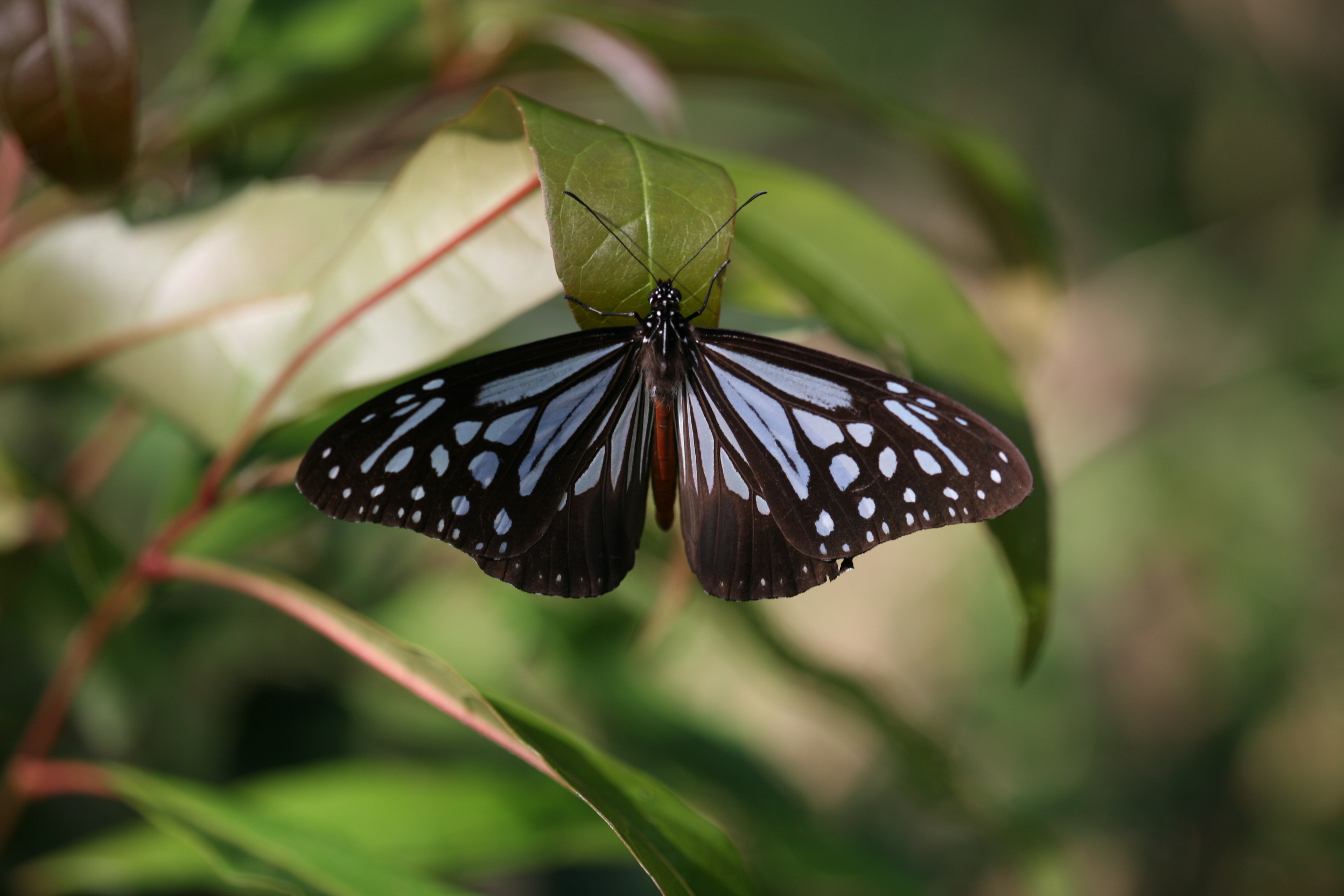 小青斑蝶IMG_2254 (28).jpg