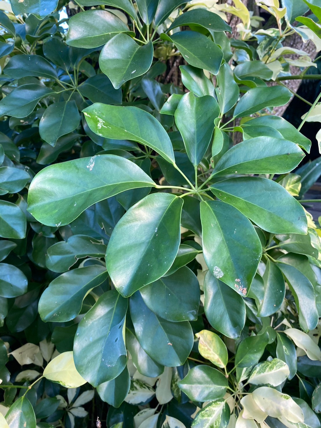 斑葉蘭嶼鵝掌藤 (2).jpg