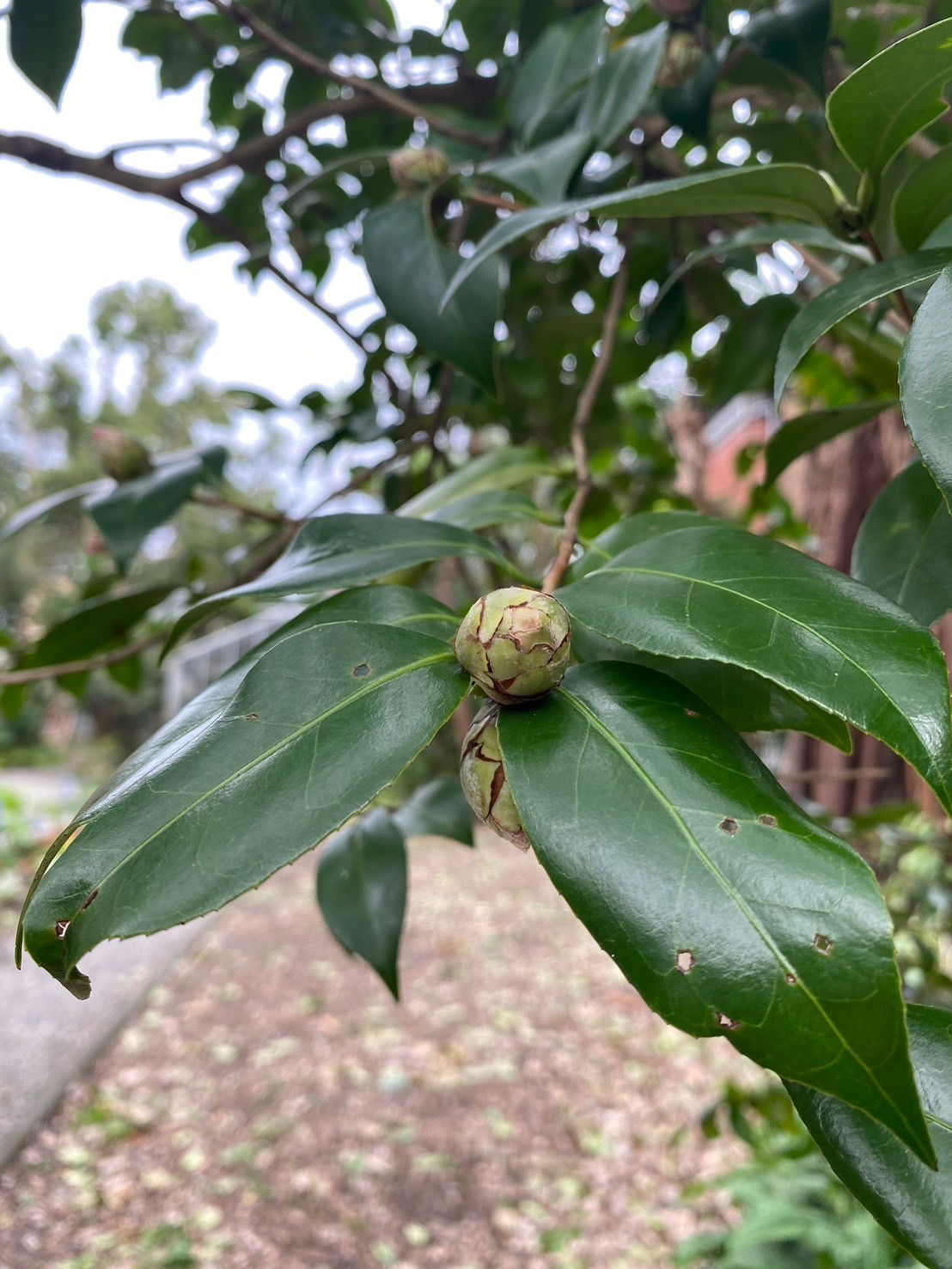 日本山茶 (2).jpg