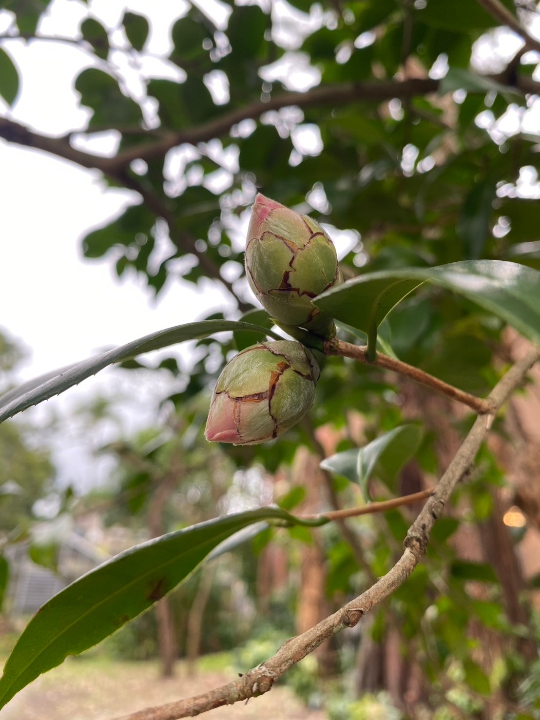 日本山茶 (3).jpg