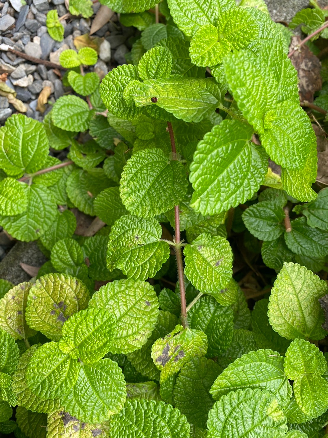 毛蝦蟆草 (3).jpg