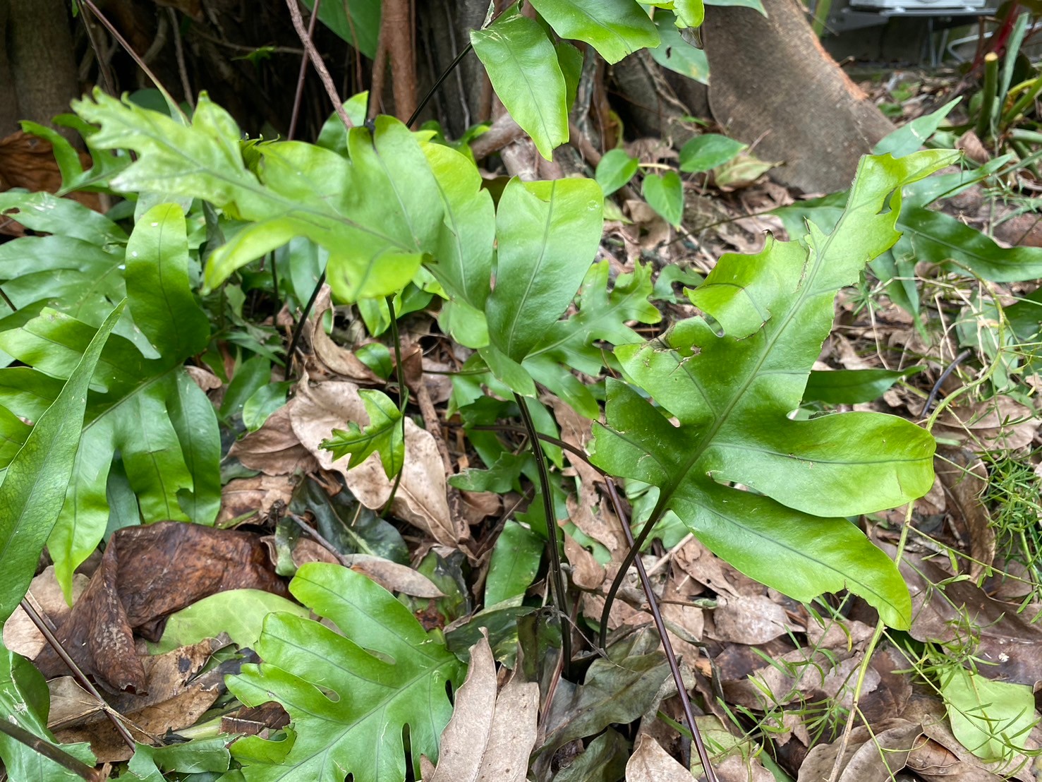 海岸擬茀蕨 (2).jpg