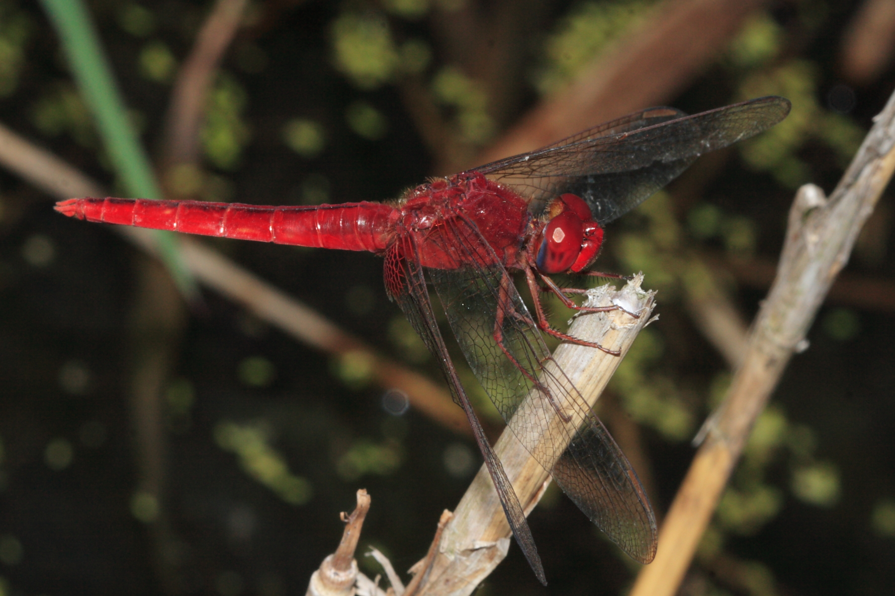 猩紅蜻蜓雄蟲.jpg