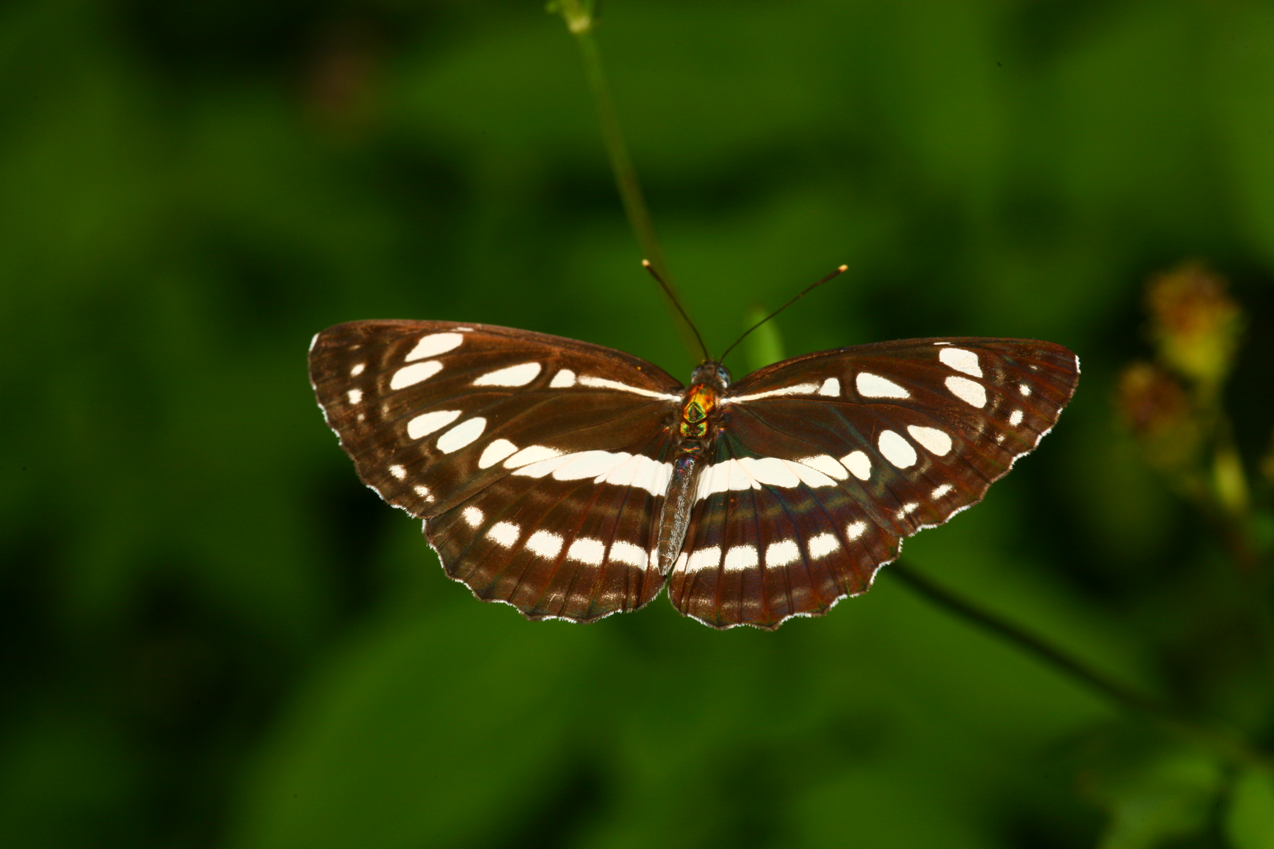 琉球三線蝶IMG_4329 (10).jpg