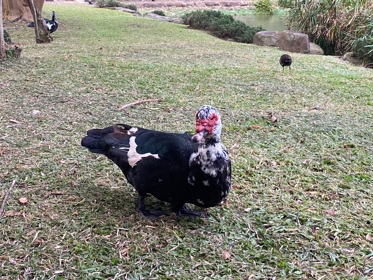 疣鼻棲鴨(馴化) (3).jpg