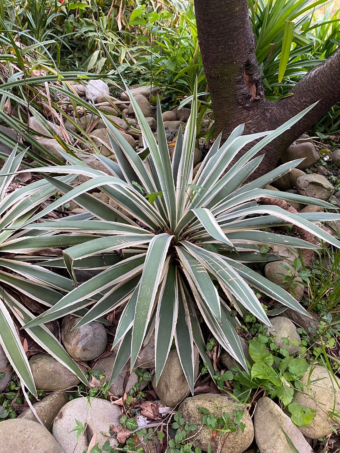 白緣龍舌蘭 (2).jpg