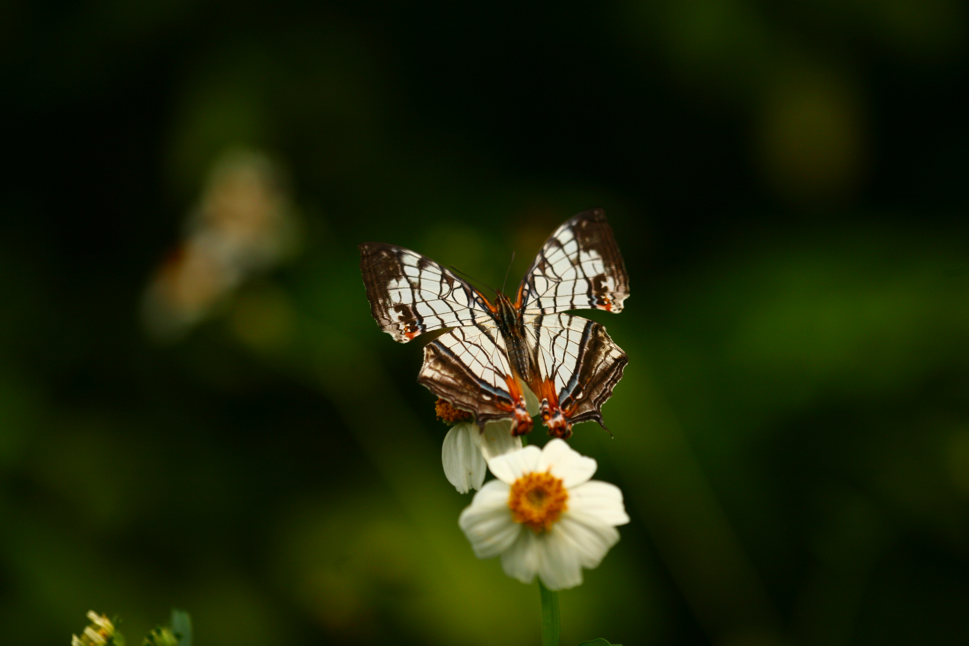 石牆蝶 IMG_5307 (2).jpg