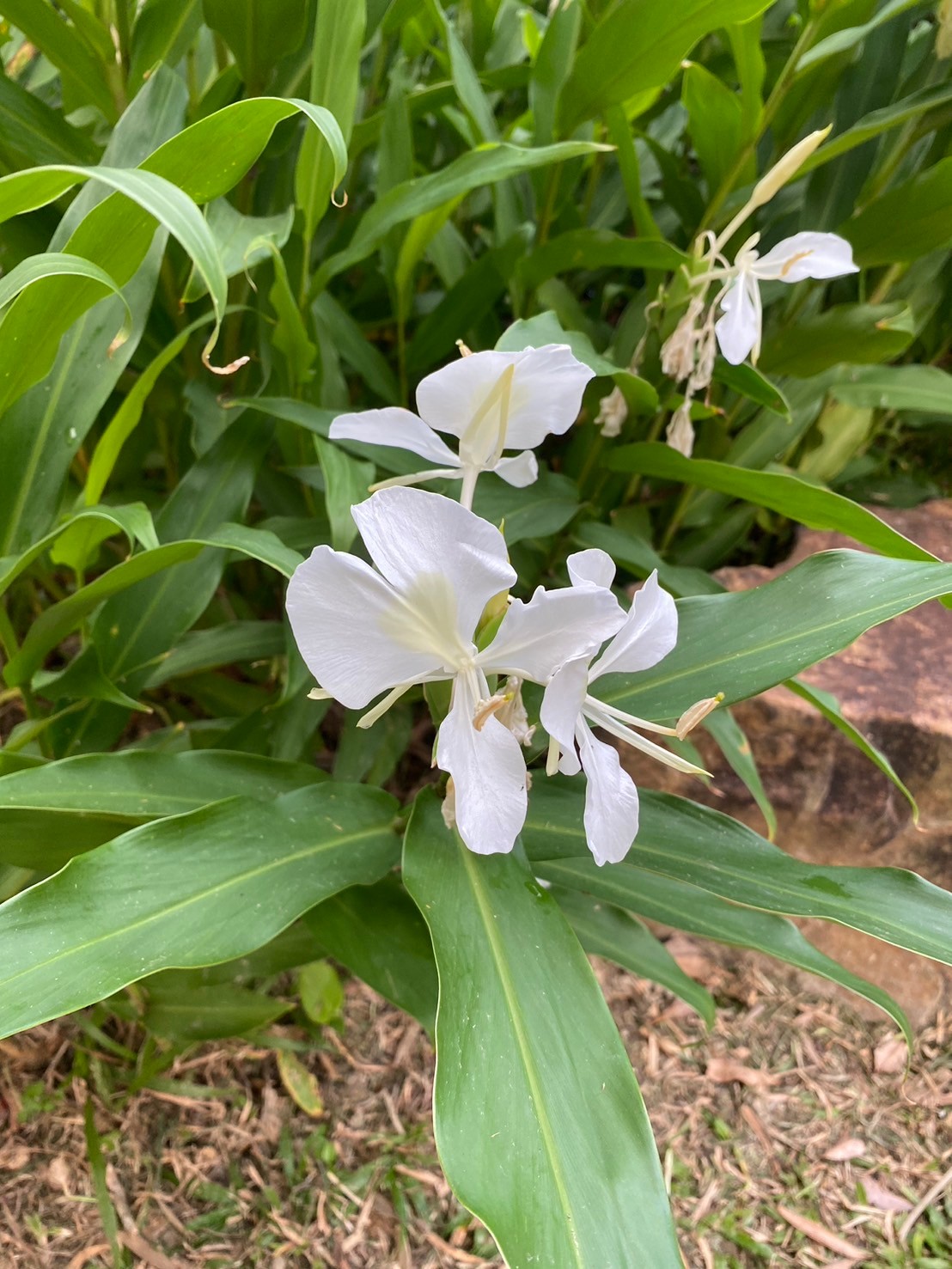 穗花山奈 (2).jpg