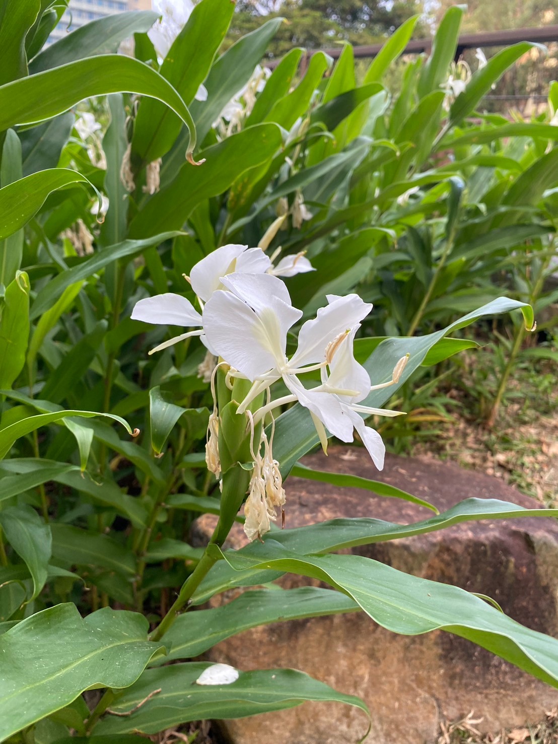 穗花山奈 (3).jpg