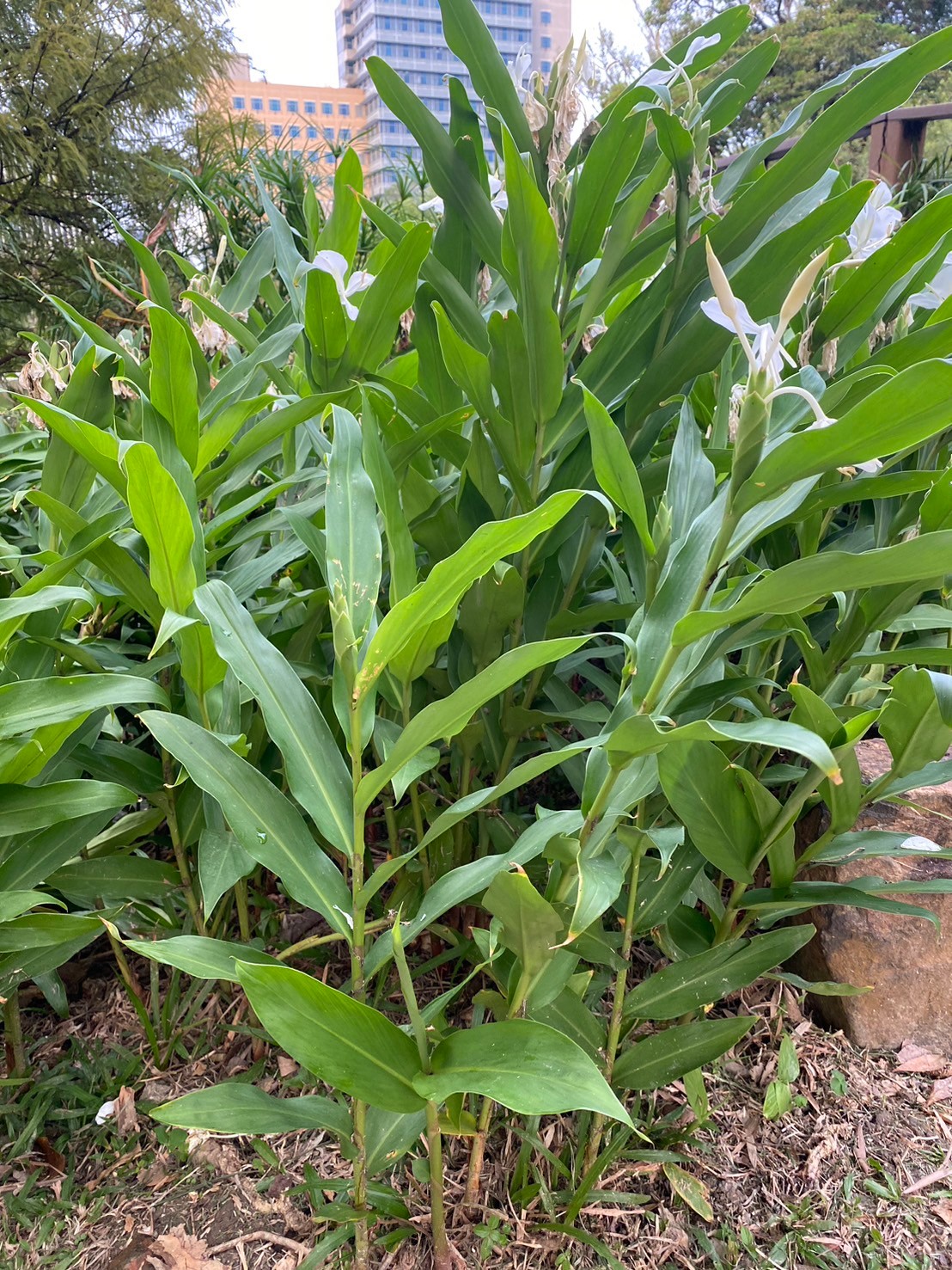 穗花山奈 (5).jpg