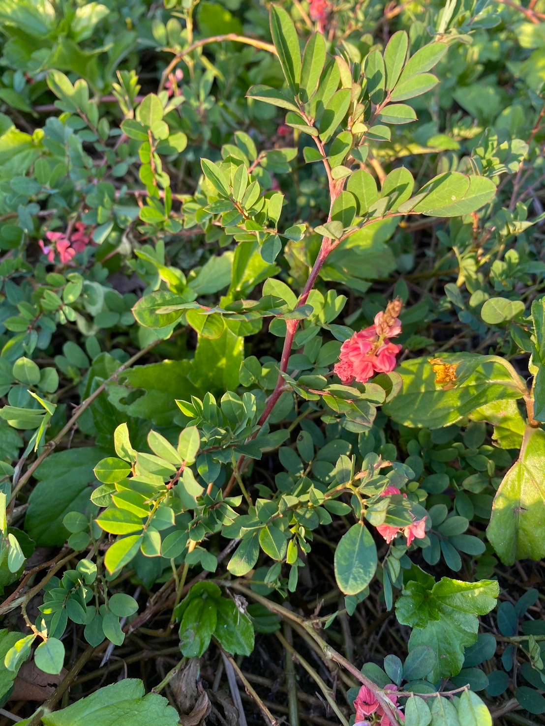 穗花木藍 (3).jpg