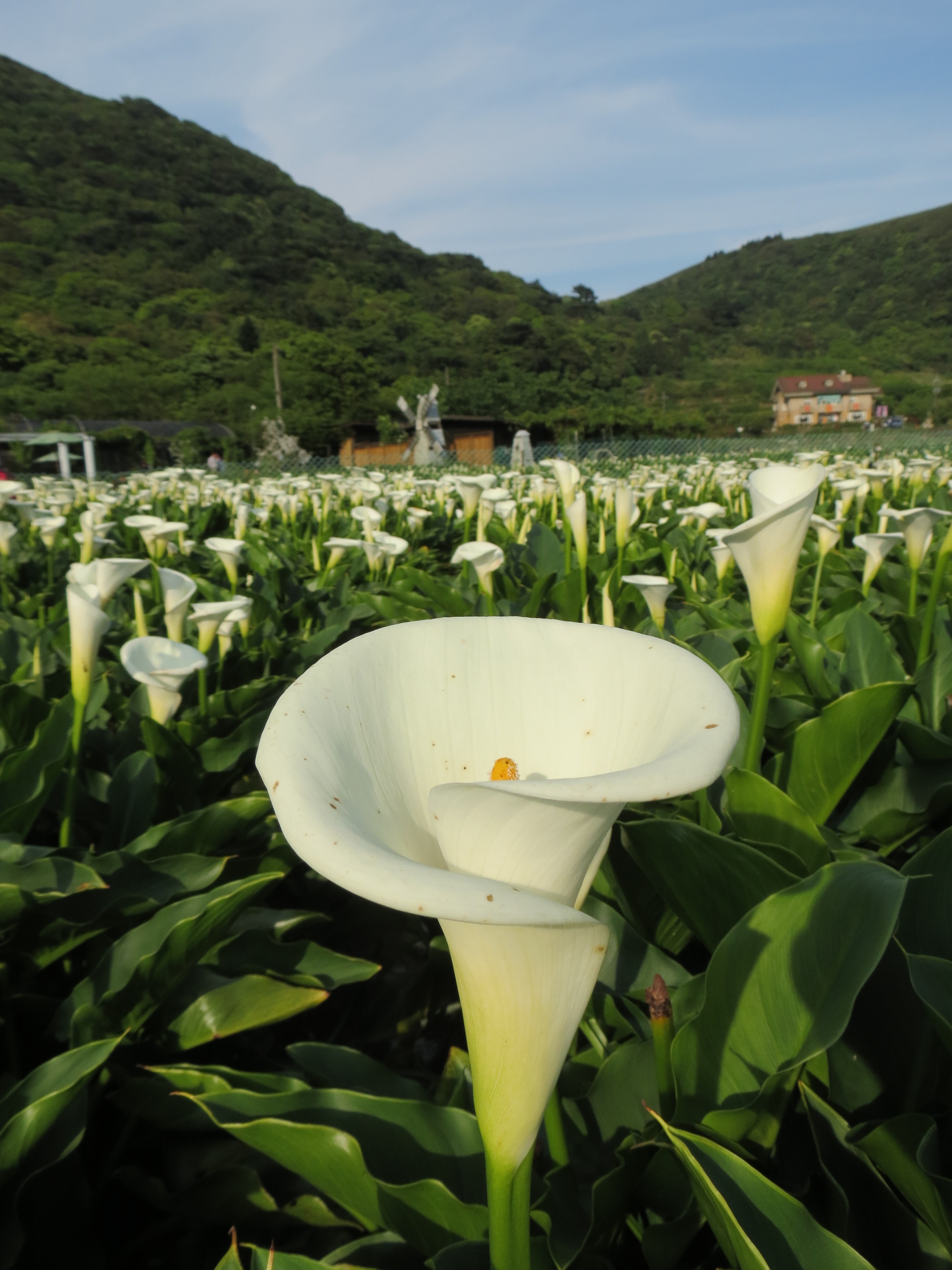 竹子湖海芋田IMG_4180 by陳駿.jpg