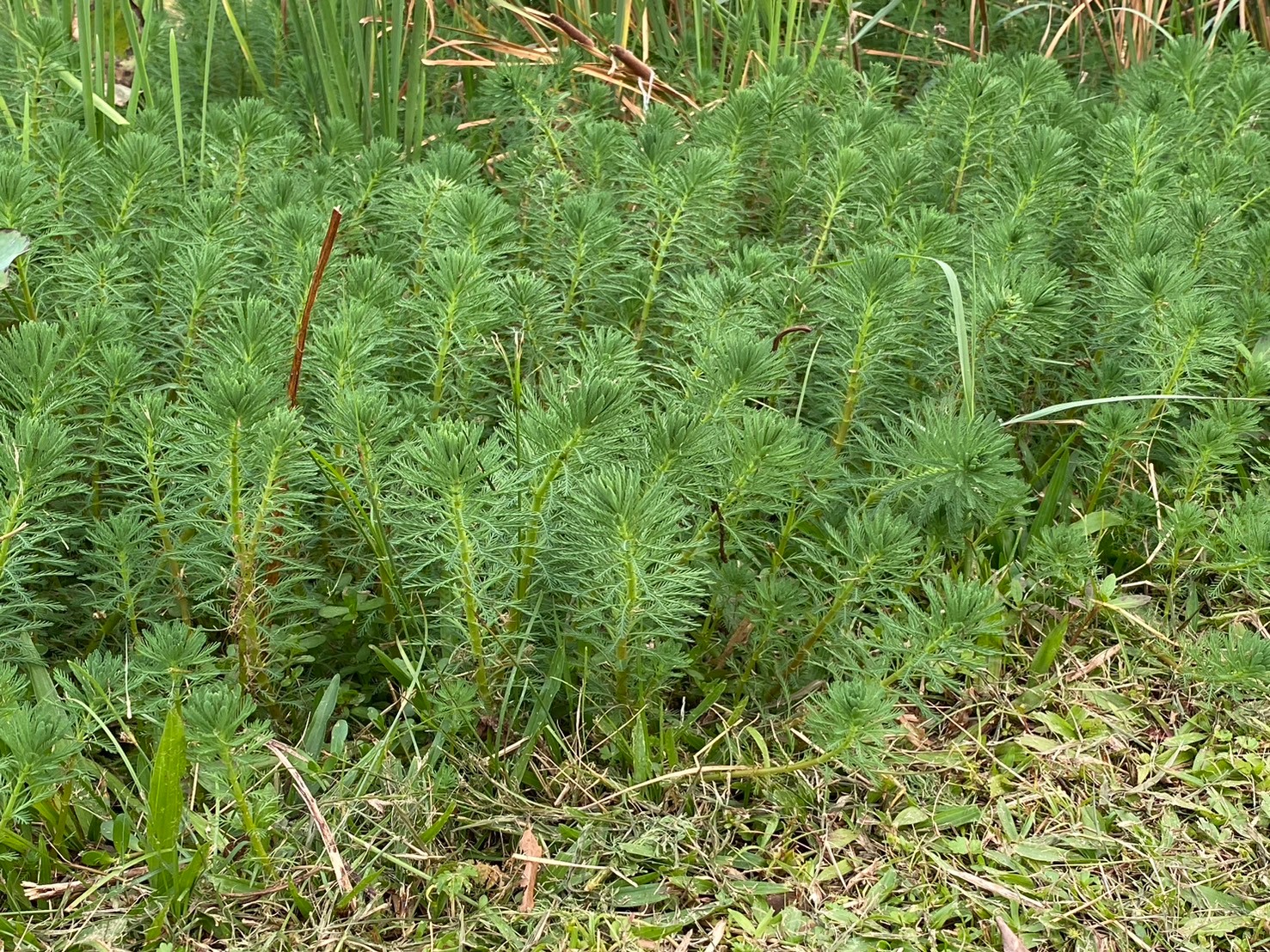 粉綠狐尾藻 (2).jpg