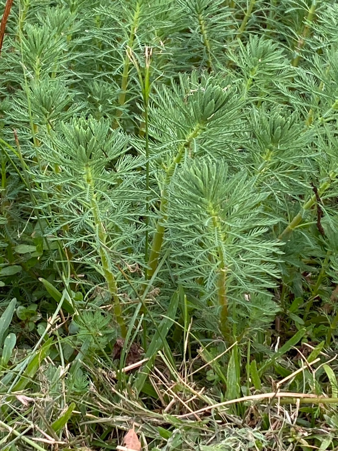 粉綠狐尾藻 (3).jpg