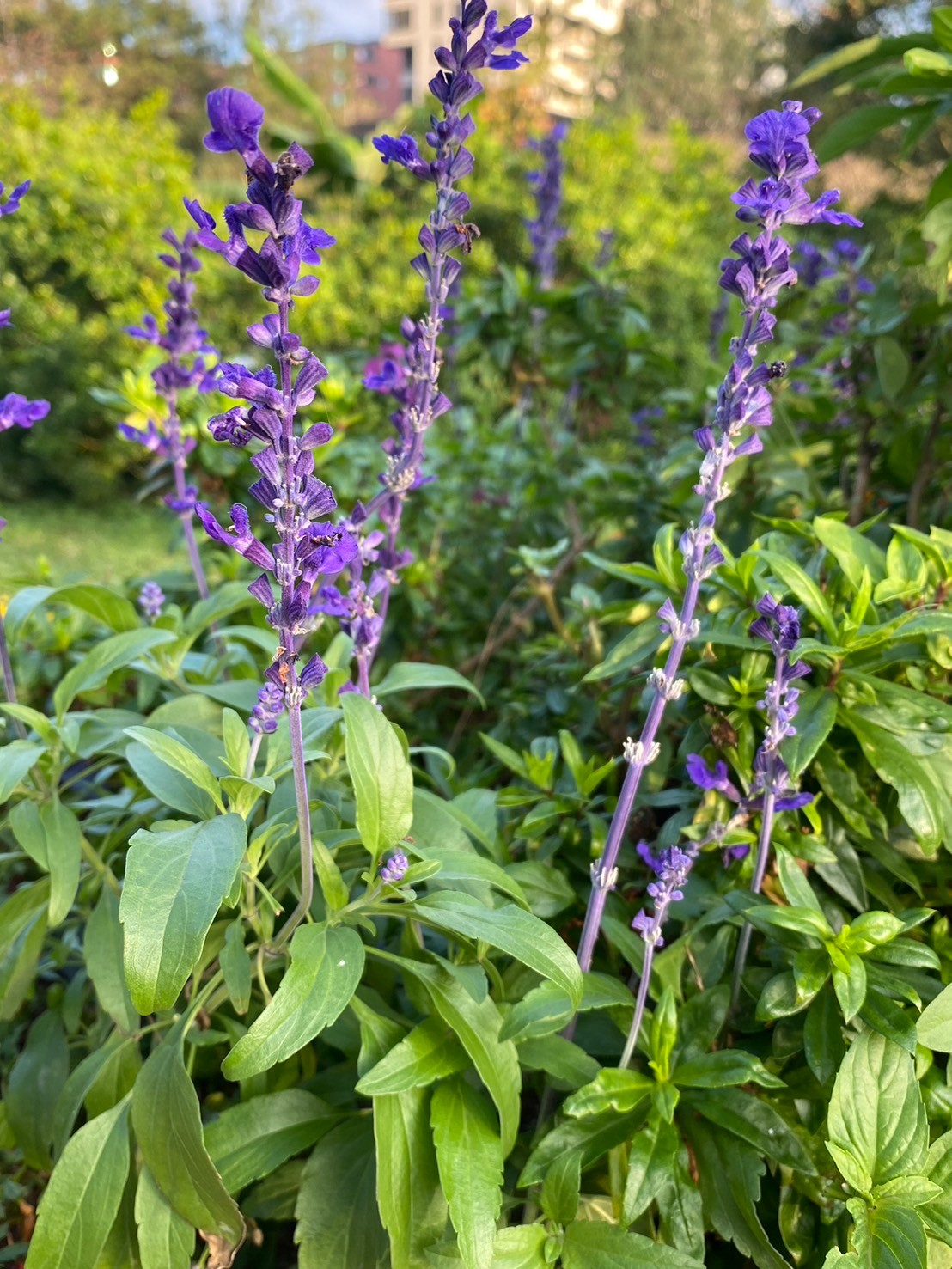 粉萼鼠尾草 (2).jpg